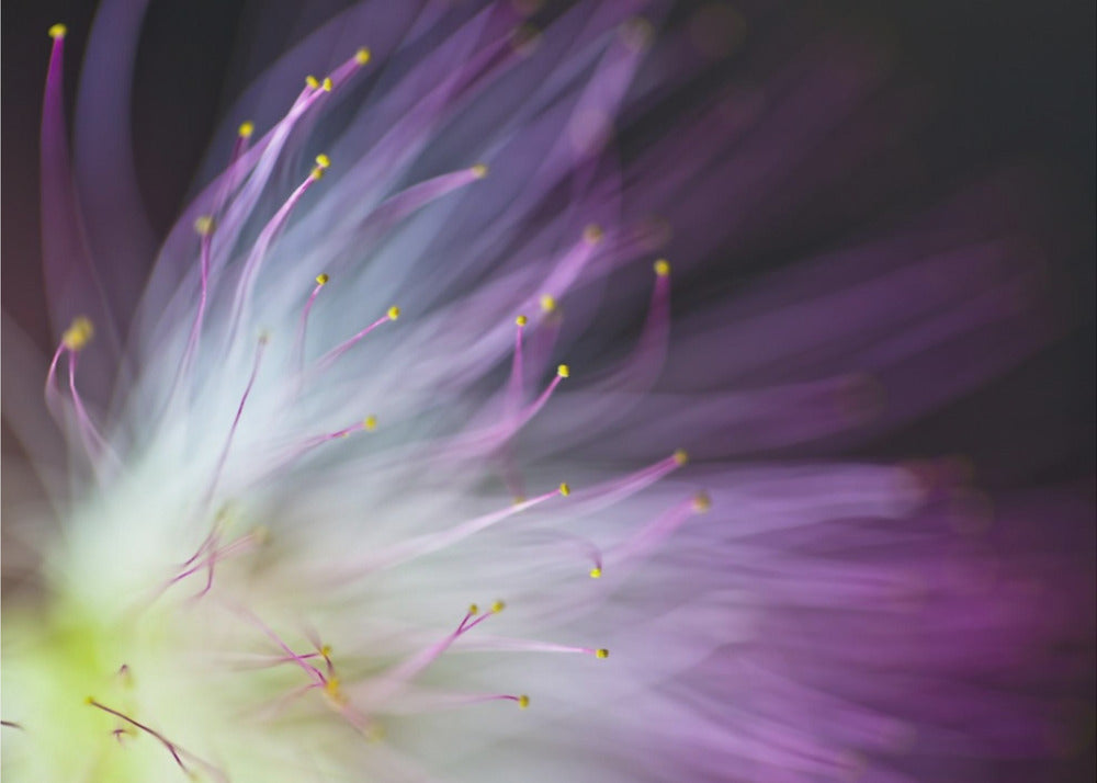 Viljen-o-the-Wisp | Fototapeter