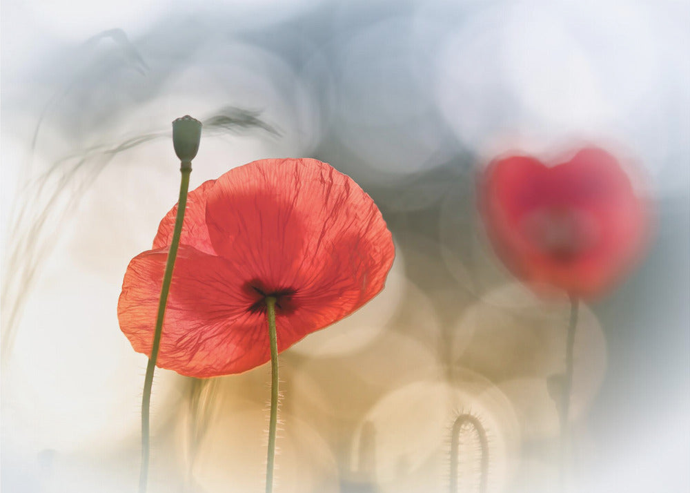 Morgenmohn | Fototapeten