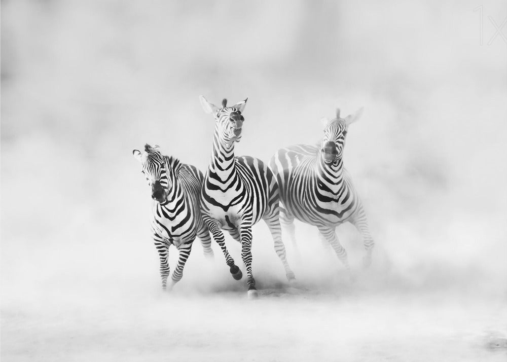 ZÈBRES | Papier Peint Photo