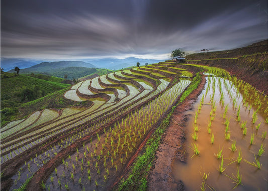 Campo di riso invisibile | Carta da Parati Fotografica
