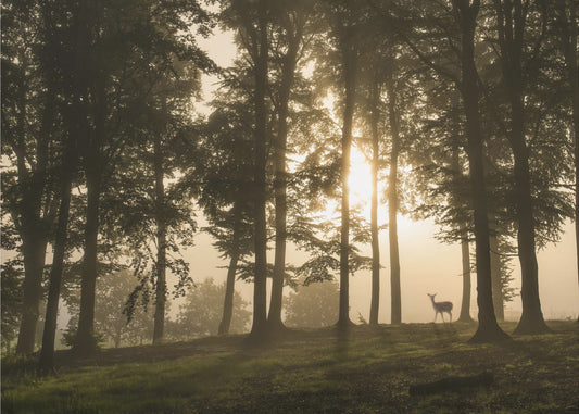Cerf dans la brume matinale. | Papier Peint Photo