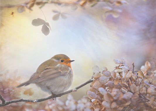 Robin sui sogni | Poster - Stampe d’Arte
