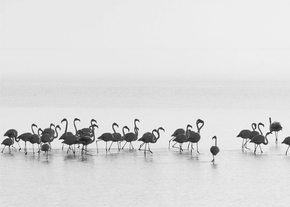 Flamants roses | Tableaux sur Toile