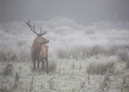 Stolzer Hirsch. | Fototapeten