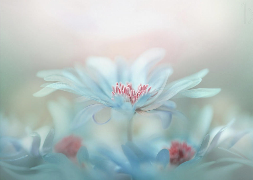 Fantasie | Fototapeten