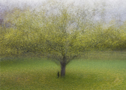 Il gatto vicino all'albero | Poster - Stampe d’Arte