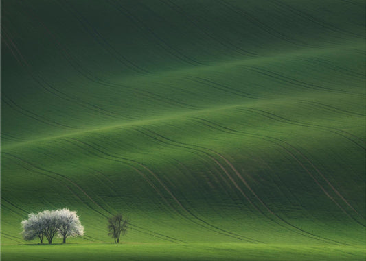 Signore in bianco | Carta da Parati Fotografica