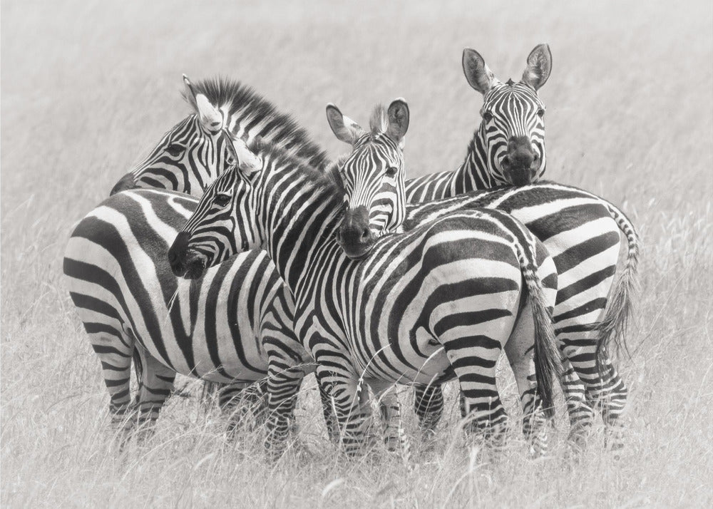 Zebraer | Plakater - Kunsttryk