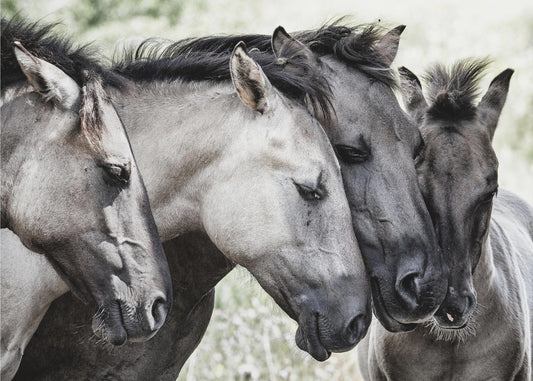 Quatre chevaux Konik | Posters - Affiche Artistique