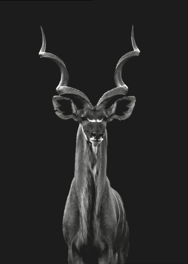 Kudu maggiore | Stampe su Tela