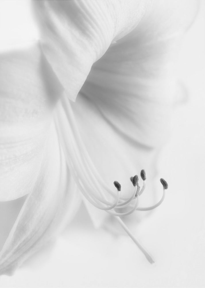 White on White | Canvas