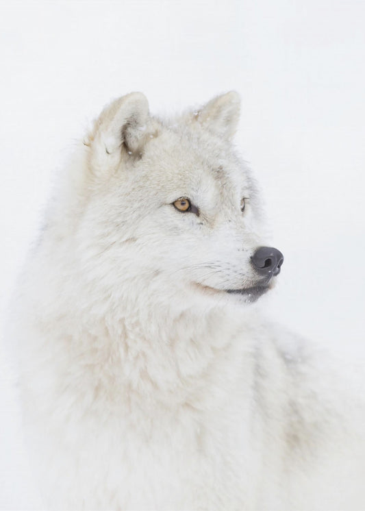Portret wilka polarnego | Wydruki na łótnie