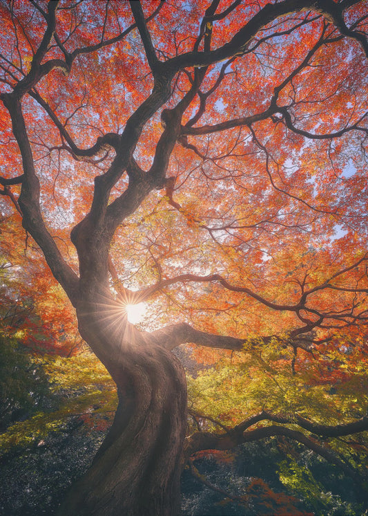 Der japanische Baum | Leinwand-Bilder