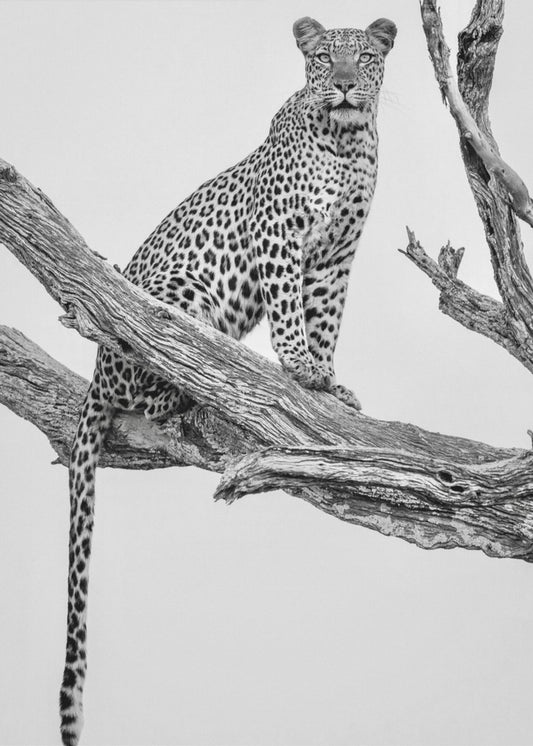 Leopardenporträt – Mono Var | Leinwand-Bilder