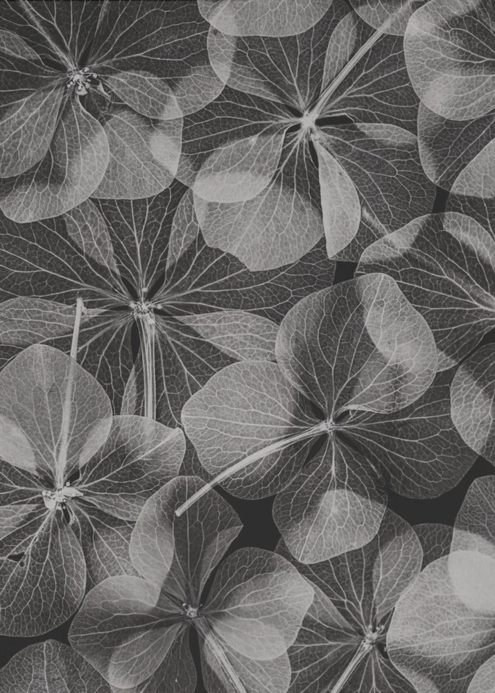 Botanical #48 | Canvas