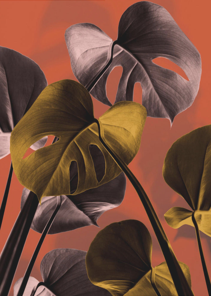 Monstera Oransje 01 | Lerretsbilder