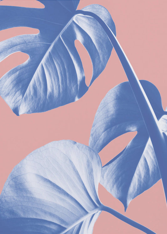 Monstera Viola 05 | Stampe su Tela