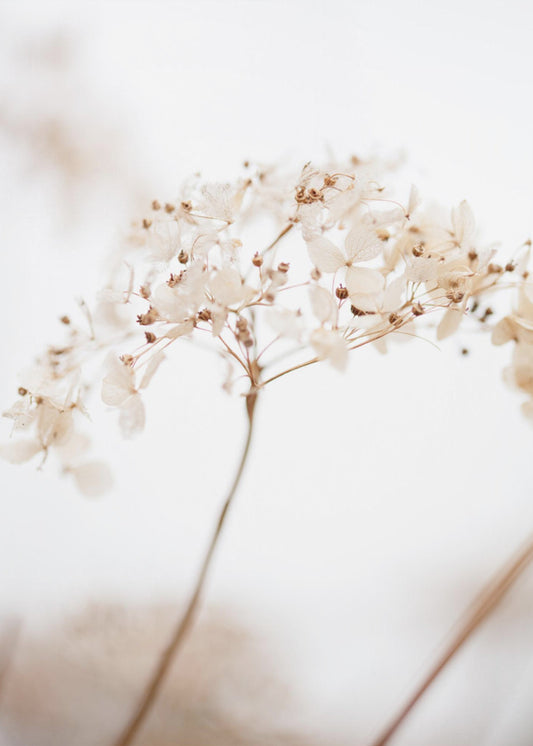 Weiche Trockenblume_braun | Leinwand-Bilder