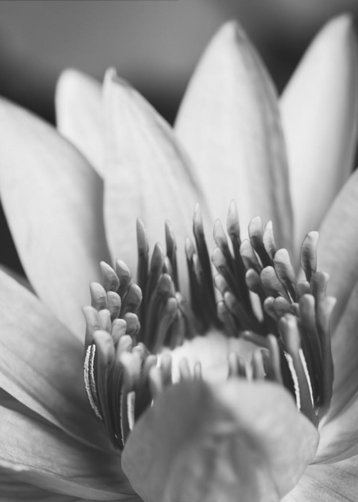 Blume, Nahaufnahme | Leinwand-Bilder