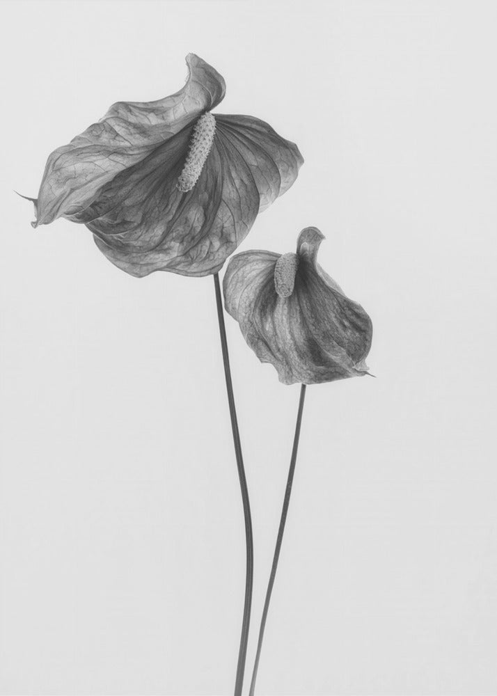 Anthurium | Canvas