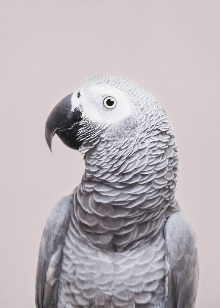 African Grey | Poster