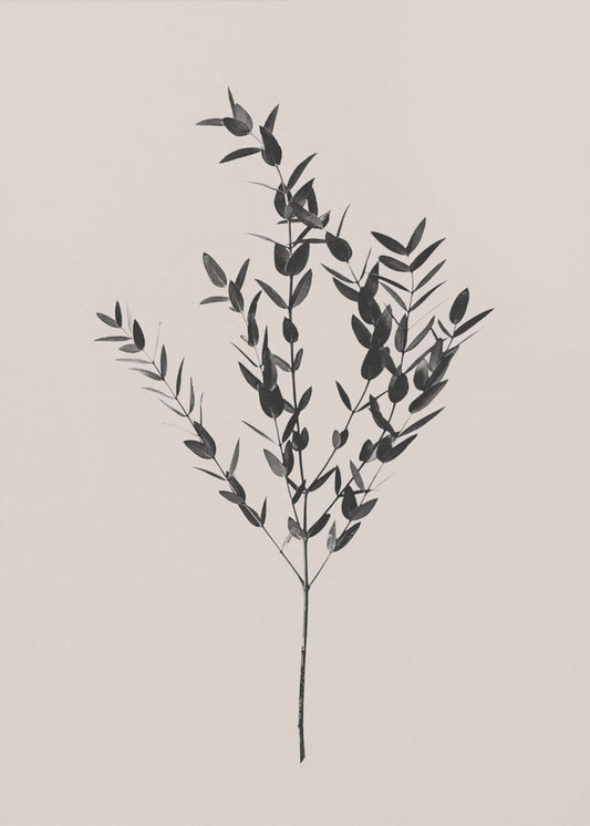Bläckig botanisk | Poster