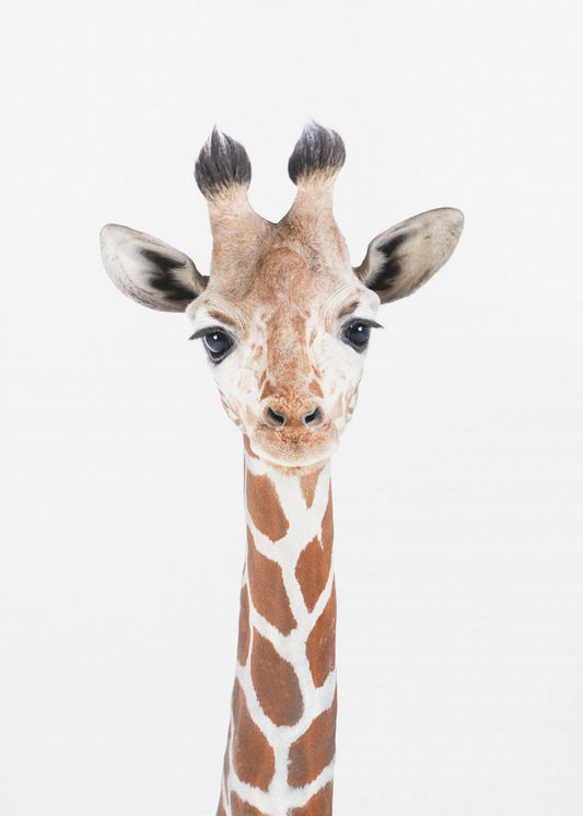 Babygiraf | Canvasprints