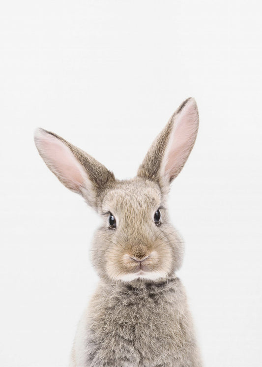 Baby Konijn | Canvasprints