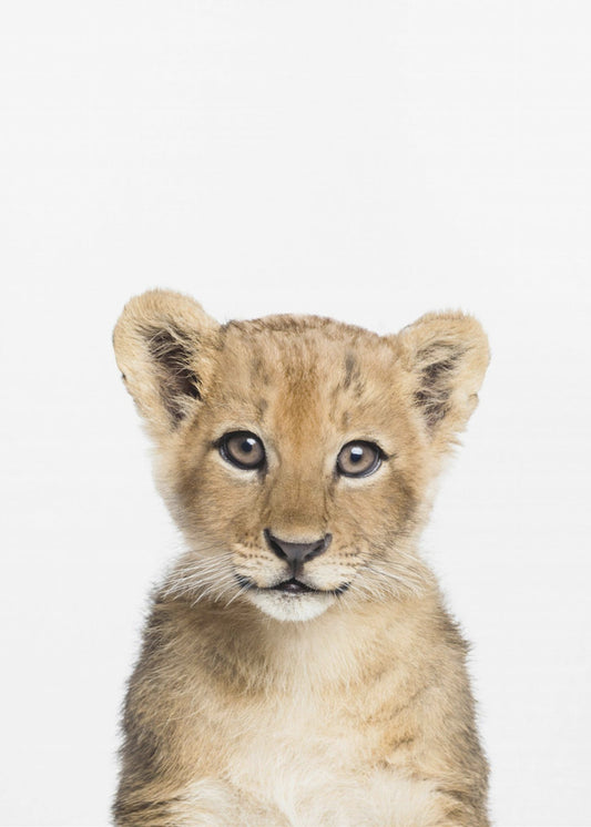 Babyleeuw | Canvasprints