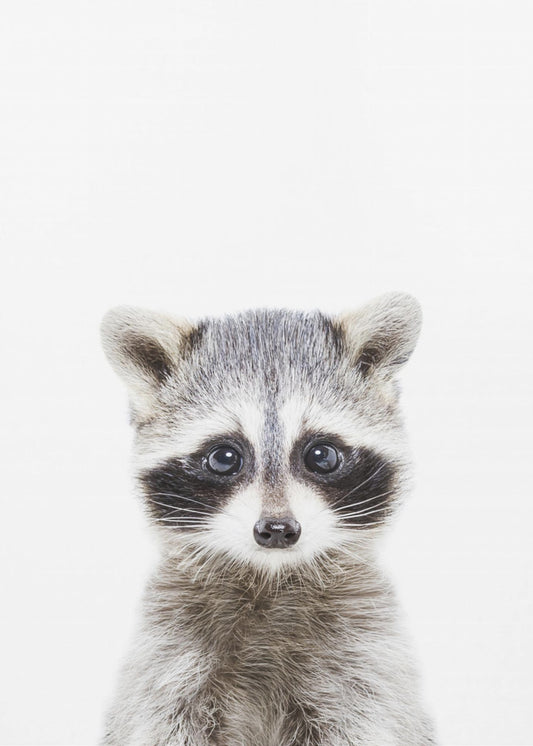 Baby Racoon | Canvasprints