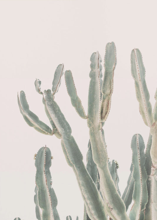 Zonsopgangcactus | Canvasprints