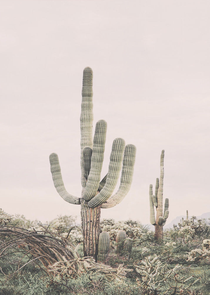 Lyserød Saguaro | Lærredsbilleder