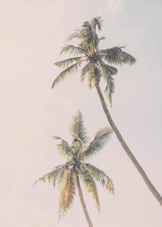 Tropische palmen | Canvasprints