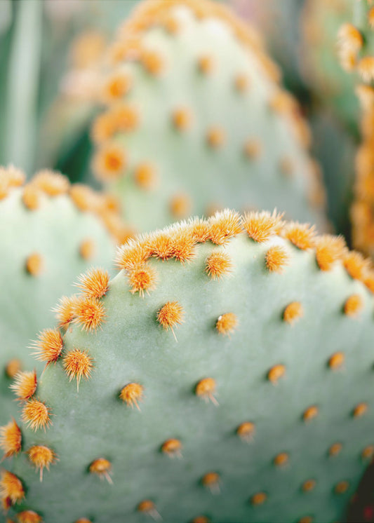 Orange och grönt II - Marrakech botanisk fotografi | Canvastavla