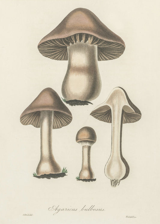 Agaricus Bulbosus Illustration. Medizinische Botanik 1836 | Leinwand-Bilder