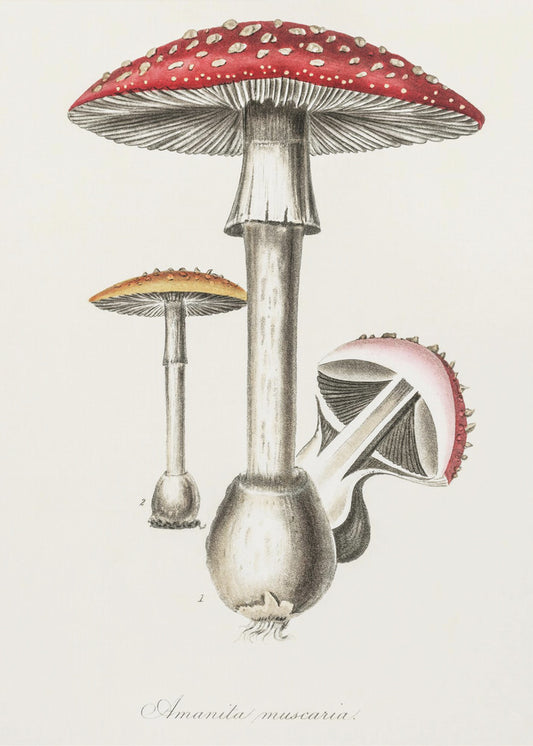 Amanita Muscaria Illustration. Medizinische Botanik 1836 | Leinwand-Bilder