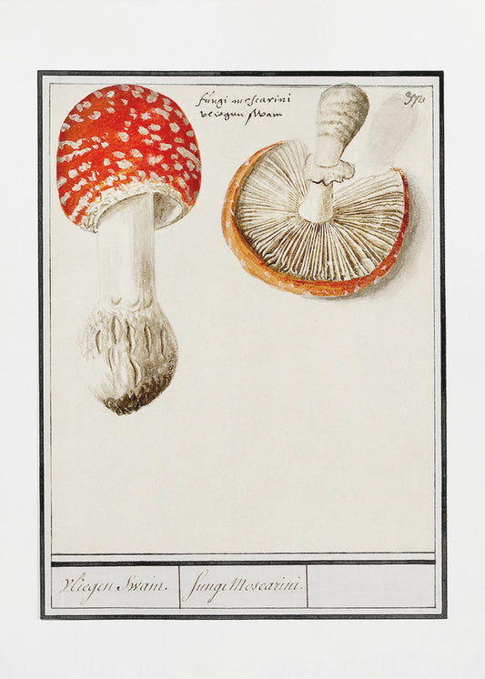 Fliegenpilz, Amanita Muscaria | Leinwand-Bilder