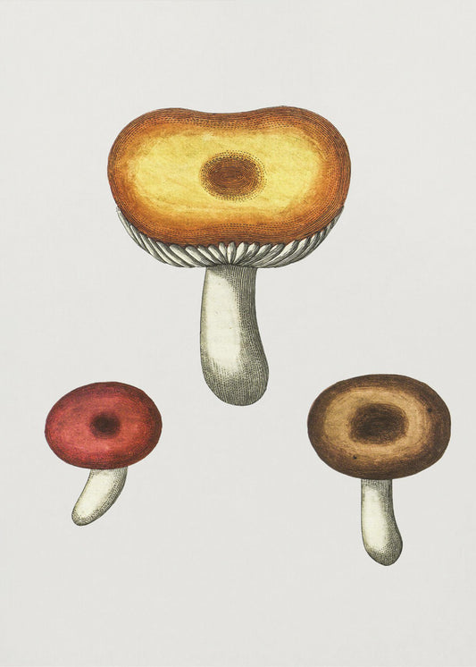 Handgezeichneter Galerina-Pilz | Leinwand-Bilder