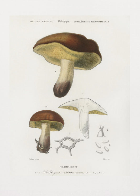 Pilz (Steinpilz Circinans) | Leinwand-Bilder
