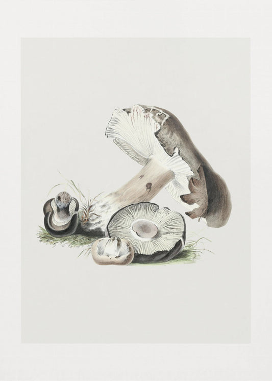 Vintage Agaricus Augustus Pilz 50x70 | Leinwand-Bilder