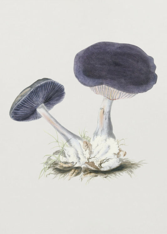 Vintage Violetter Webcap-Pilz | Leinwand-Bilder
