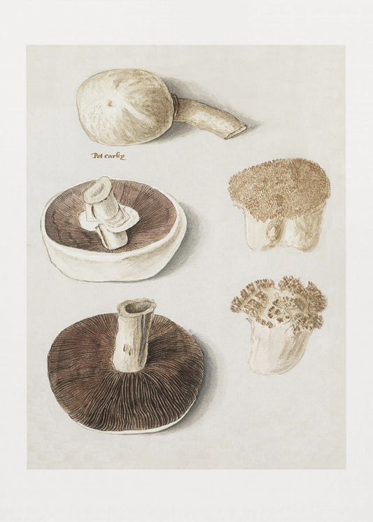 Gewöhnlicher Wiesenchampignon, Agaricus Campestris stehend | Leinwand-Bilder