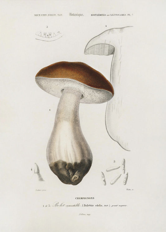 Steinpilz (Boletus Edulis) | Leinwand-Bilder