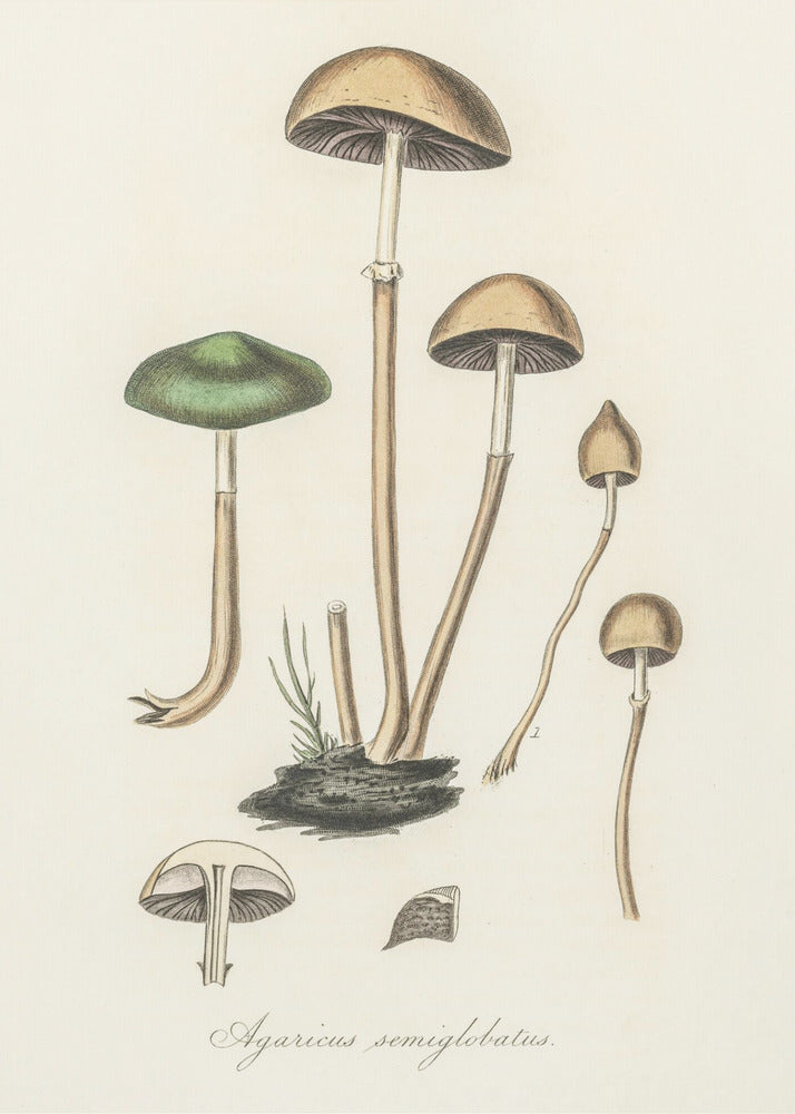 Agaricus Semiglobatus | Tableaux sur Toile
