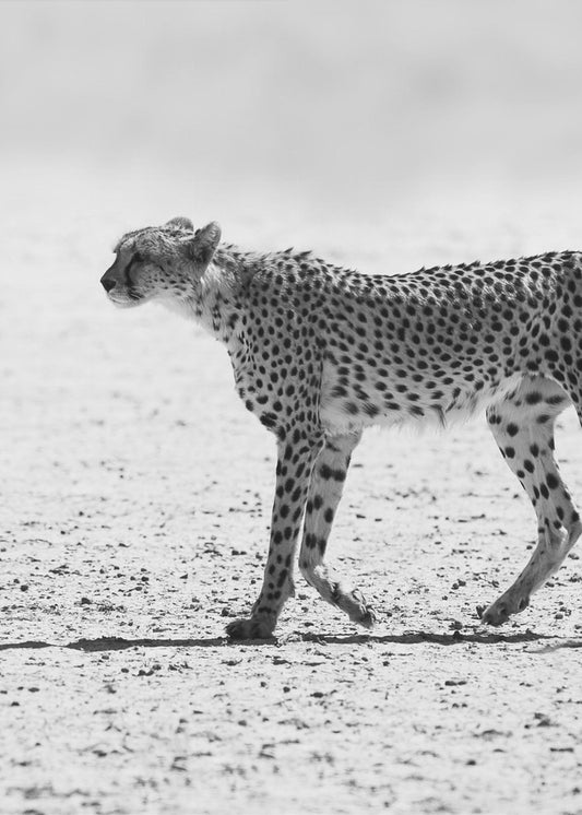 Gepard | Lærredsbilleder