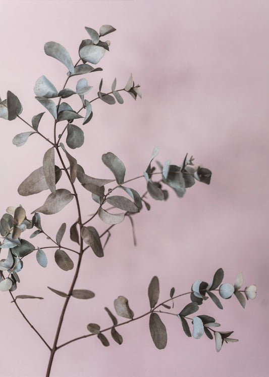 Eucalyptus 12 | Poster