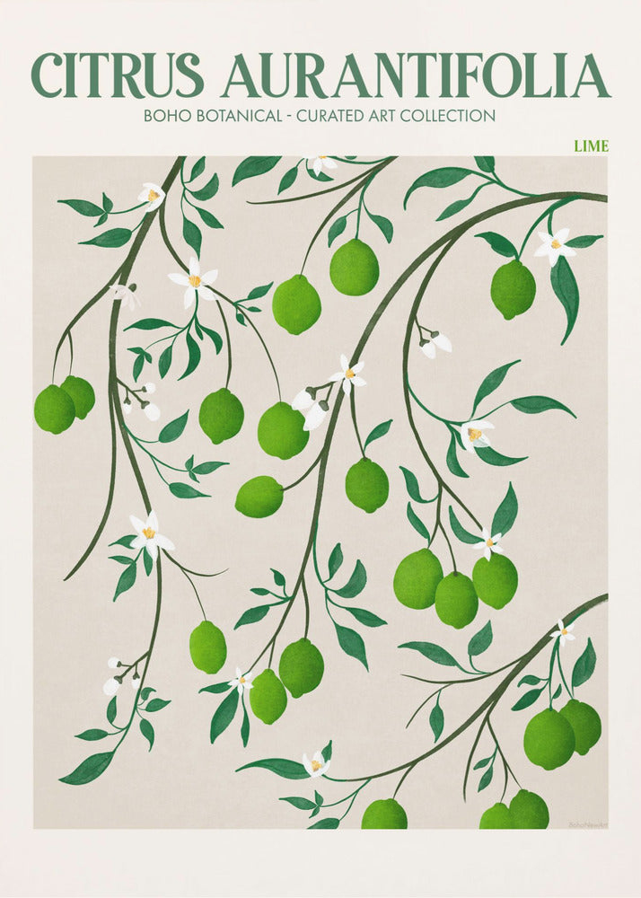 Citrus Aurantifolia - Lime | Lærredsbilleder