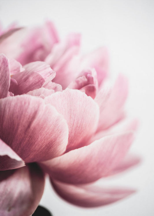 Peony 1 | Poster
