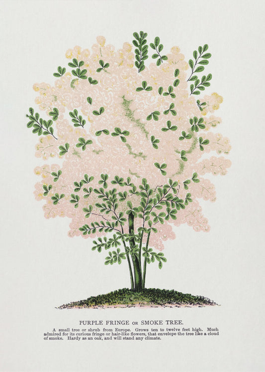 Lila Fransenbaum-Lithografie | Leinwand-Bilder