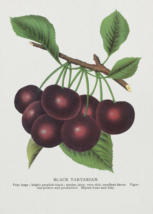 Black Tartarian Cherry Lithograph | Canvas